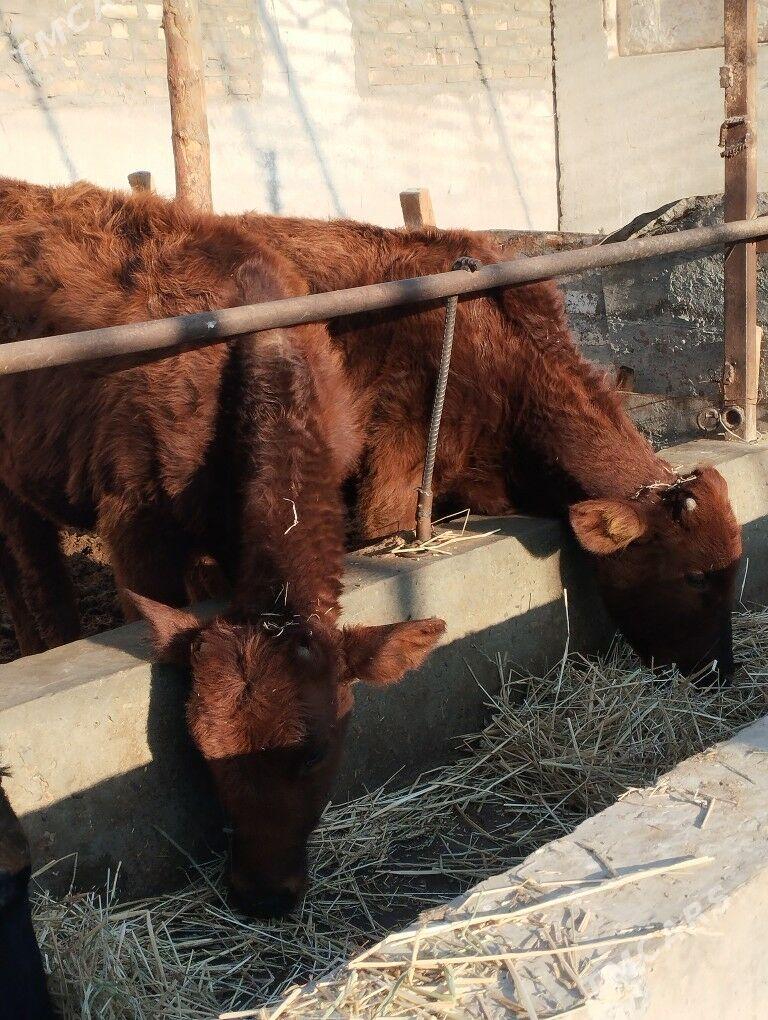 okuzceler - Чарджоу - img 3