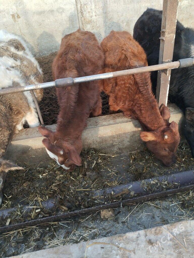 okuzceler - Чарджоу - img 4