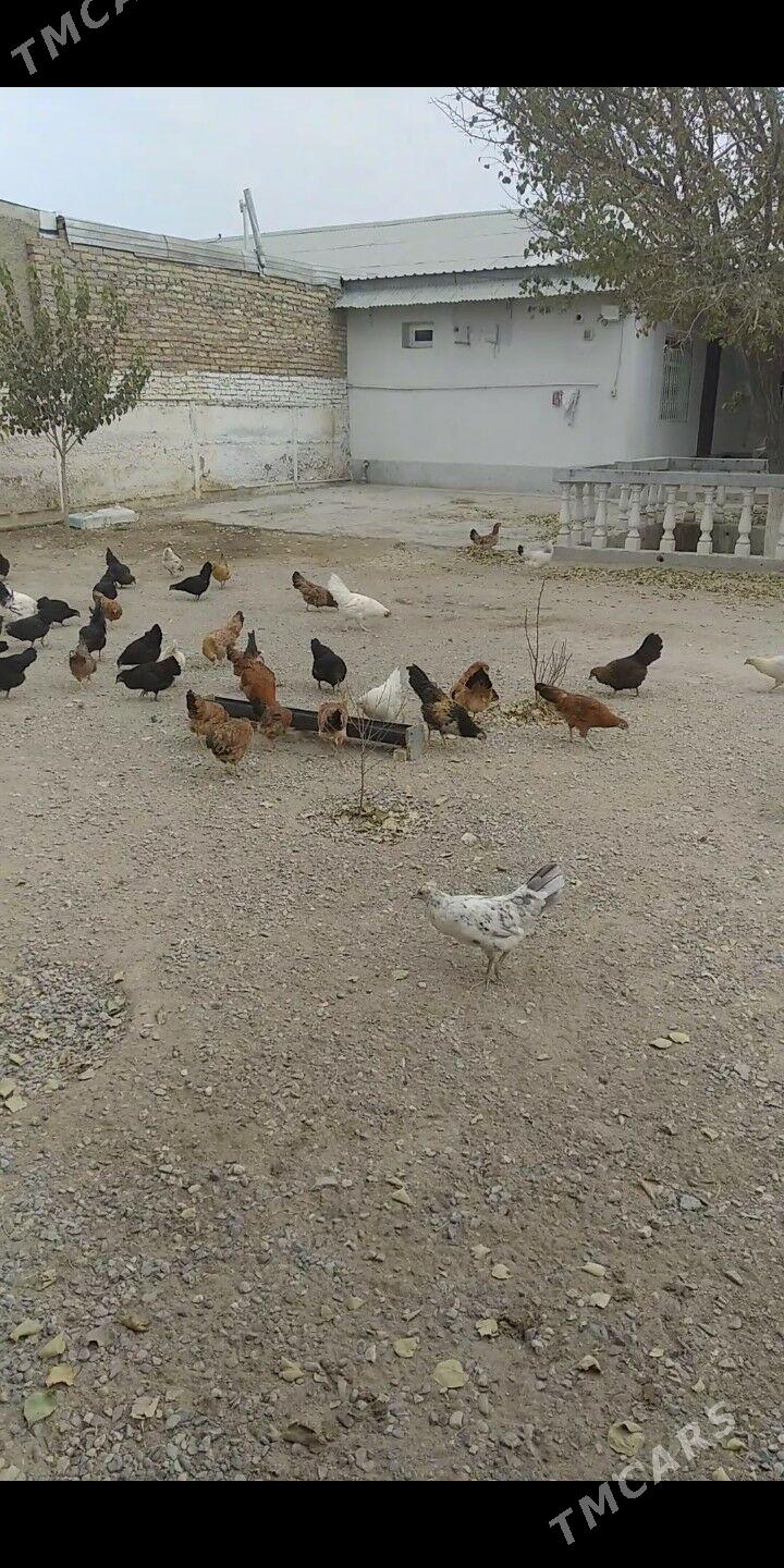 Ýaş towuklar - Гызыларбат - img 4