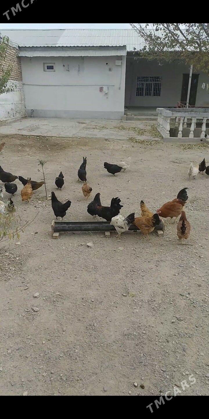 Ýaş towuklar - Гызыларбат - img 2