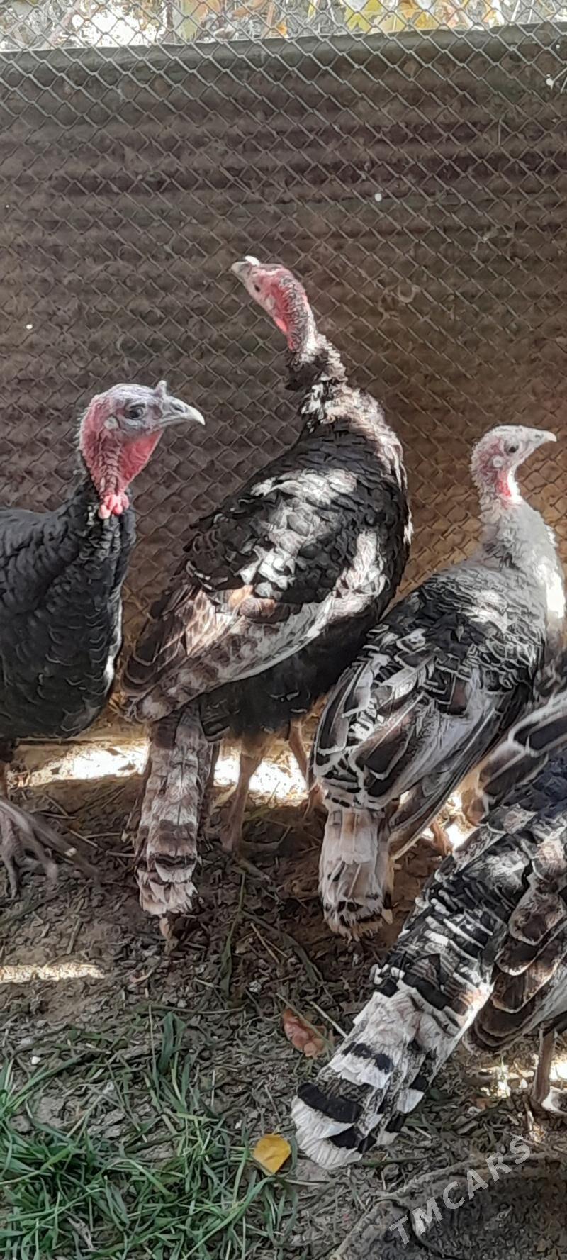 induk - Bäherden - img 2