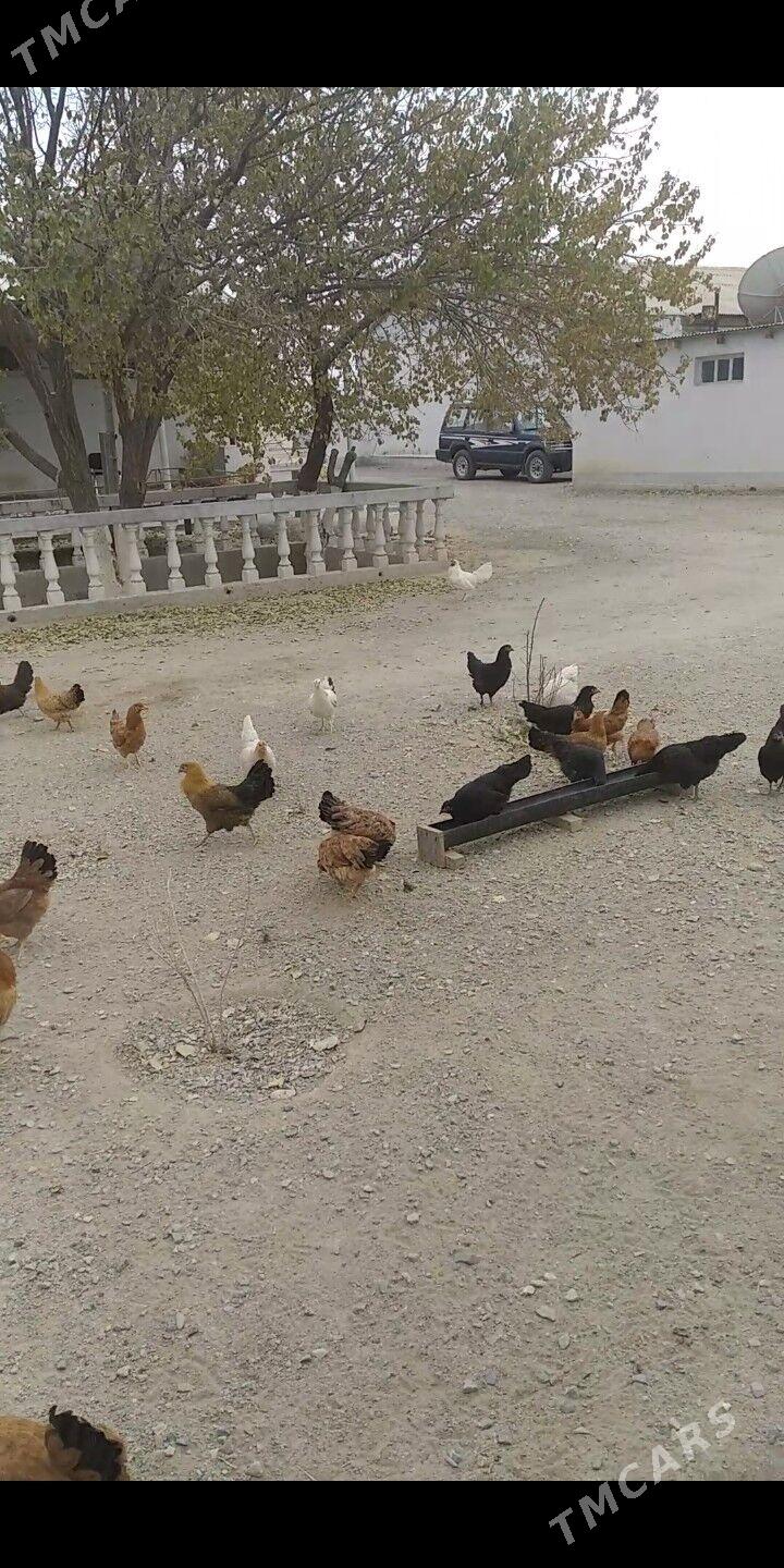 Ýaş towuklar - Гызыларбат - img 1