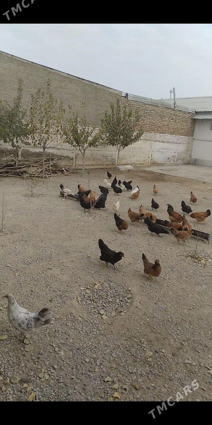 Ýaş towuklar - Гызыларбат - img 3