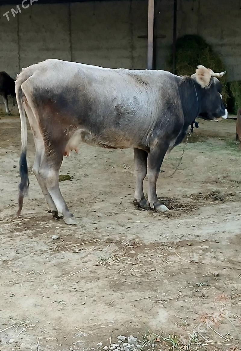 Sygyr goleli - Бахарден - img 3