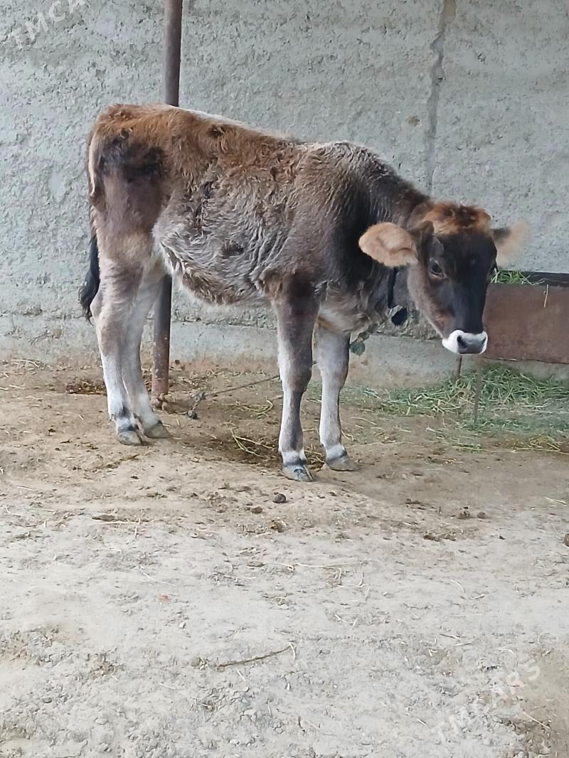 Sygyr goleli - Бахарден - img 4