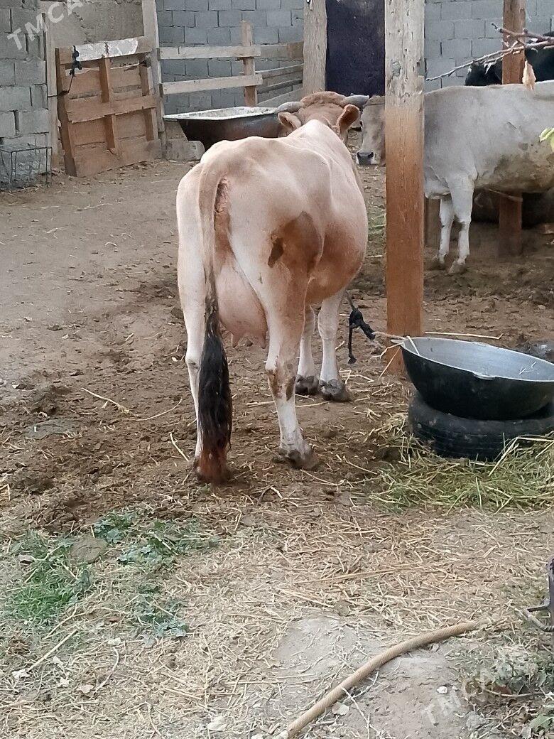 Göleli Sygyr - Чоганлы - img 3