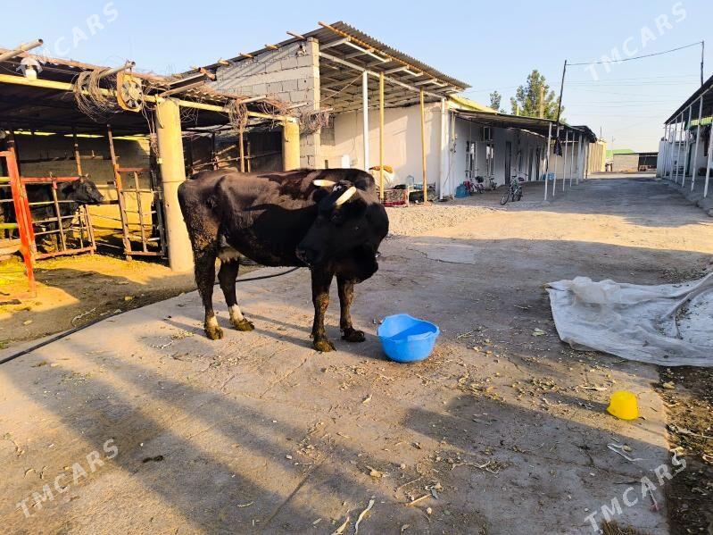 sygyr - Бузмеин - img 6