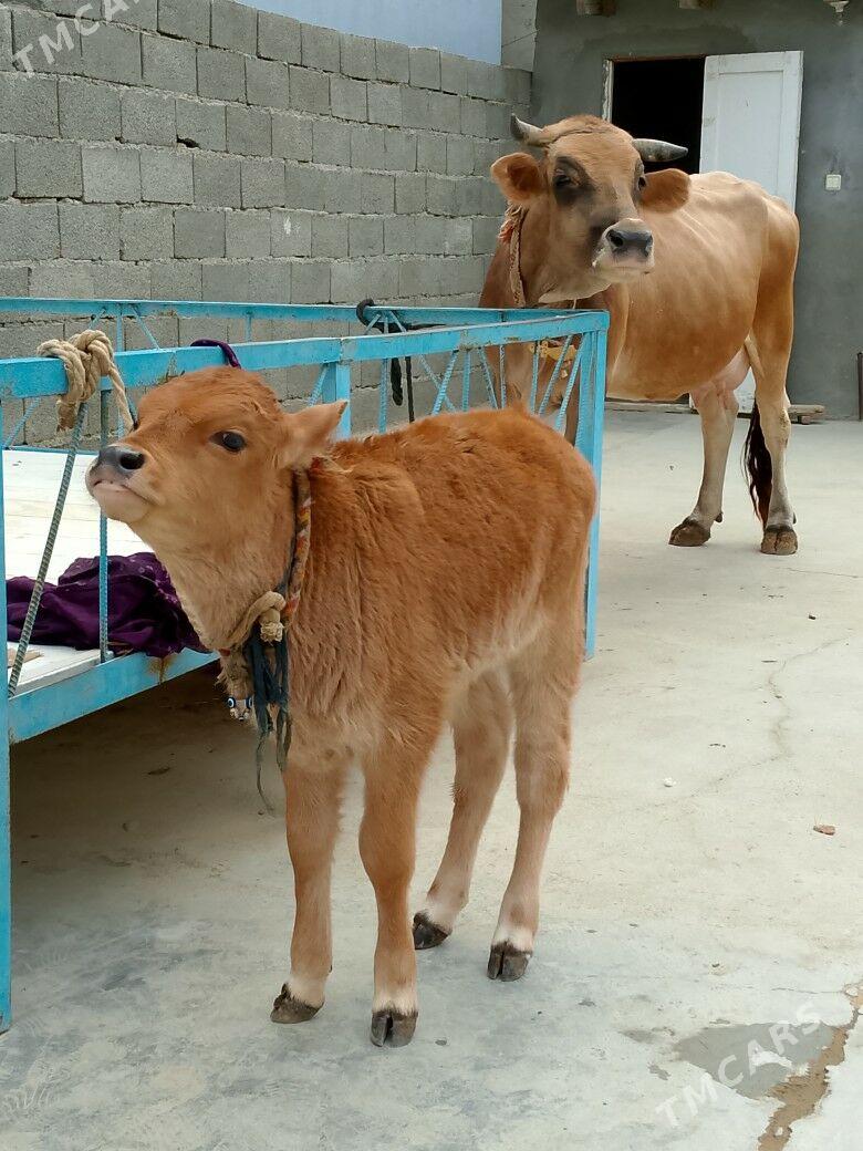 Göleli Sygyr - Чоганлы - img 2