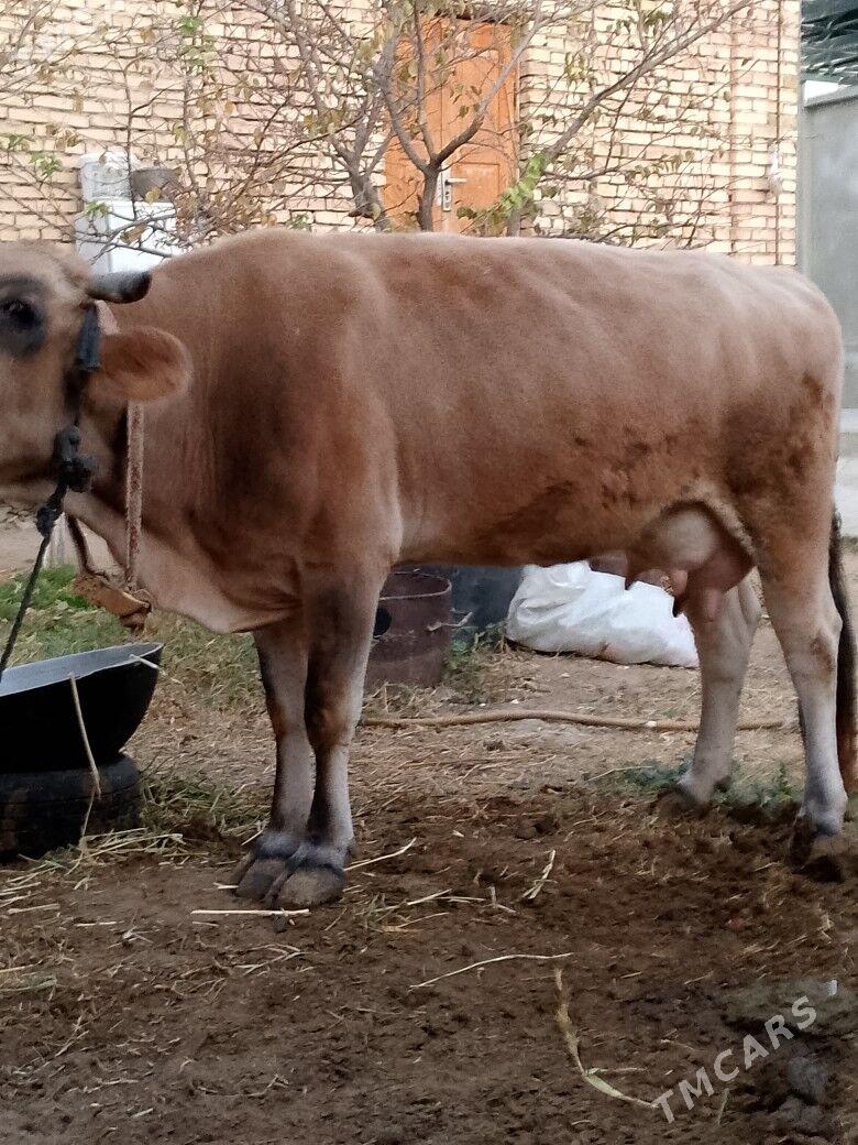 Göleli Sygyr - Чоганлы - img 6