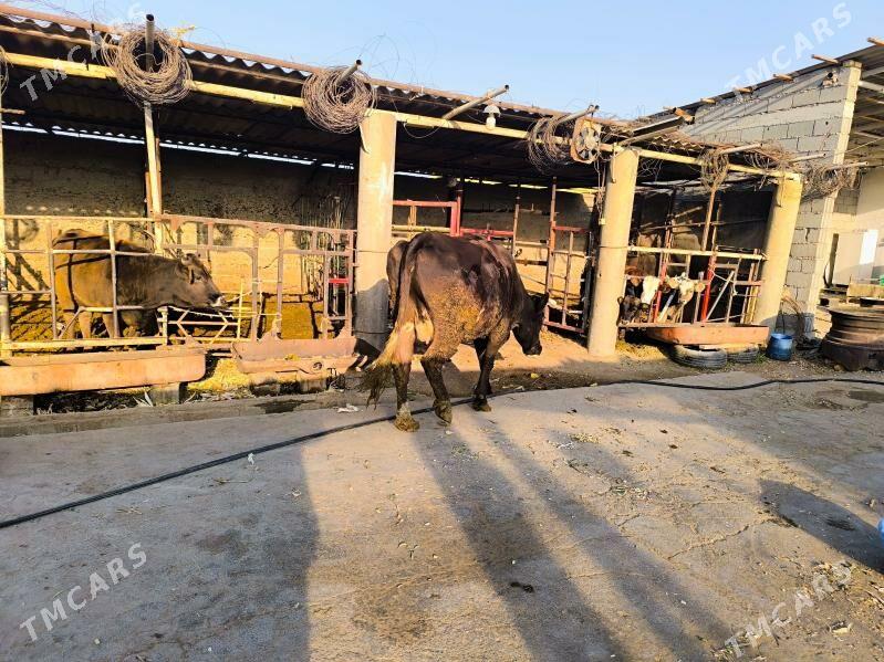 sygyr - Бузмеин - img 8