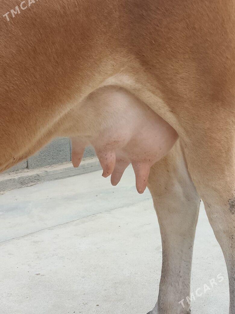 Göleli Sygyr - Чоганлы - img 5