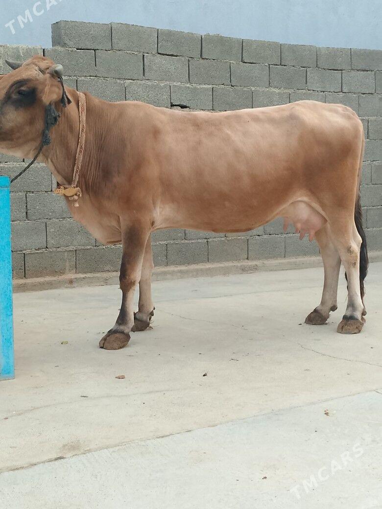 Göleli Sygyr - Чоганлы - img 1