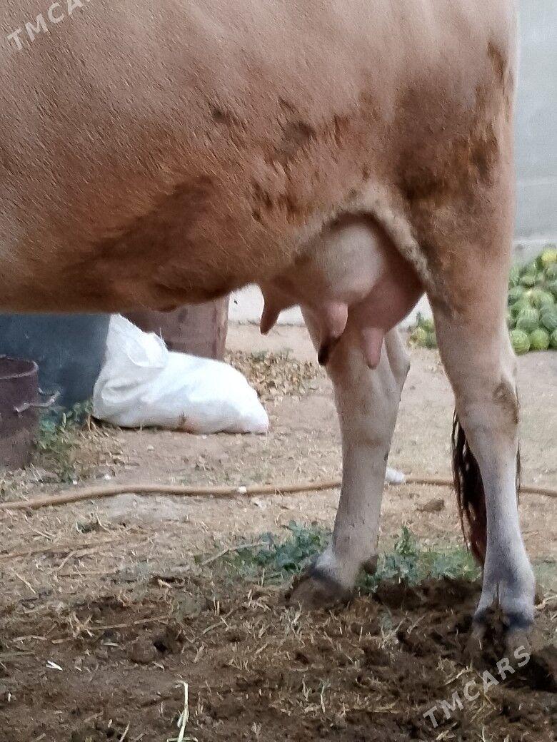 Göleli Sygyr - Чоганлы - img 4