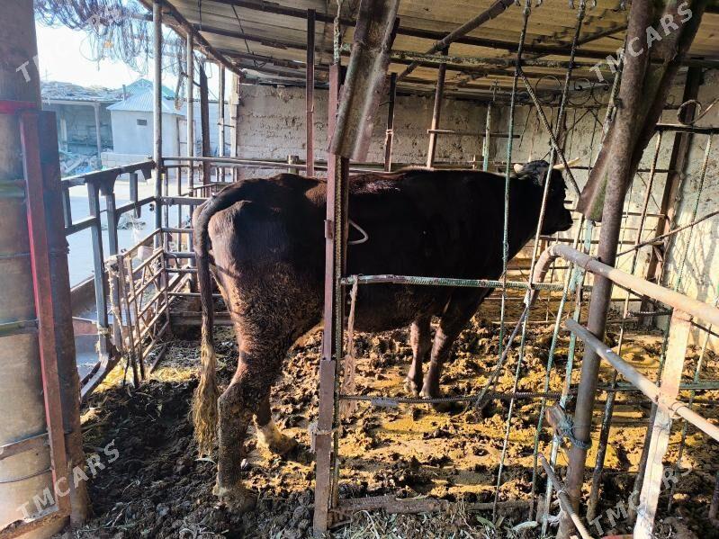 sygyr - Бузмеин - img 9