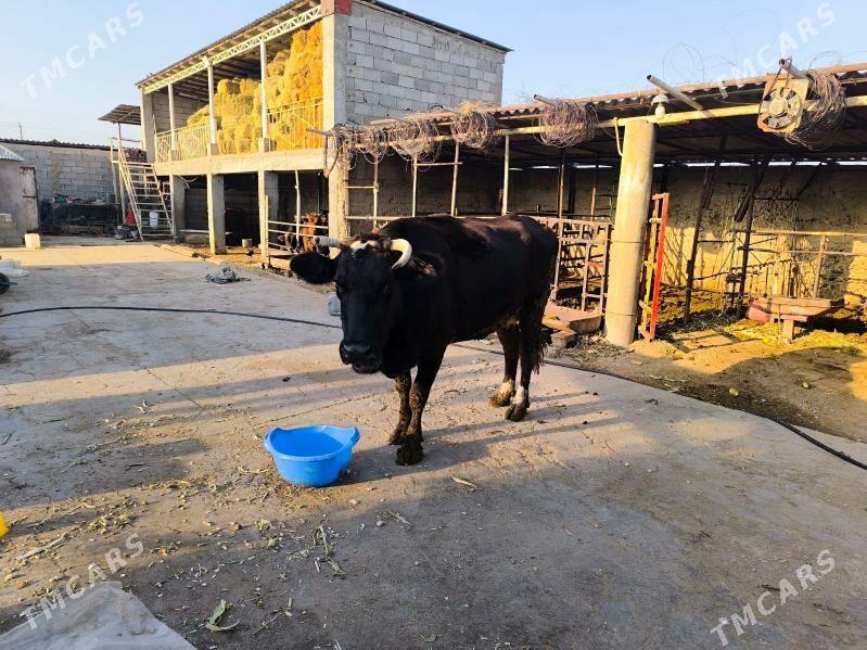 sygyr - Бузмеин - img 5