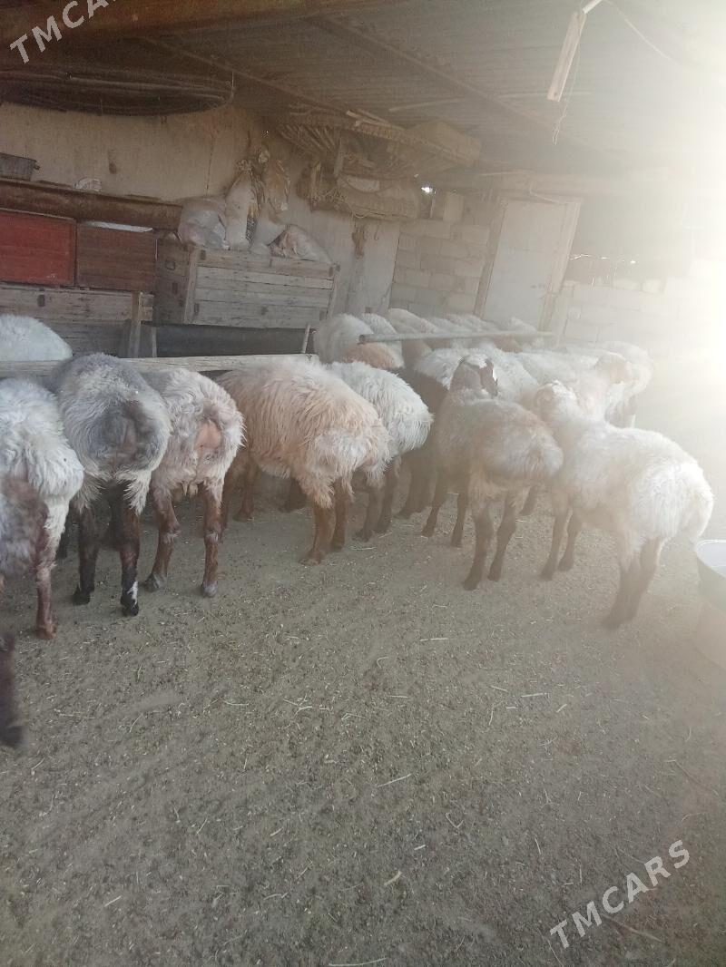 Tokly - Берекет - img 3