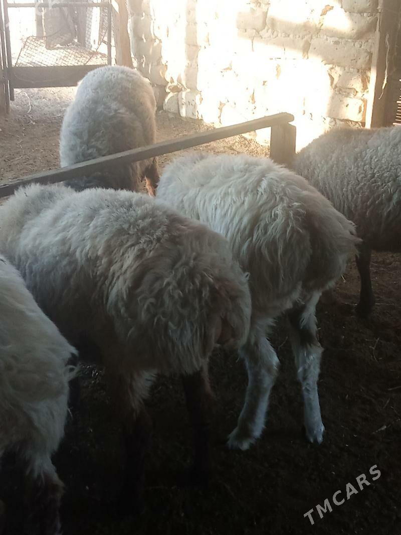 Tokly - Берекет - img 2