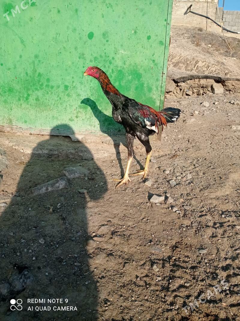 taskent Horaz - Туркменбаши - img 3