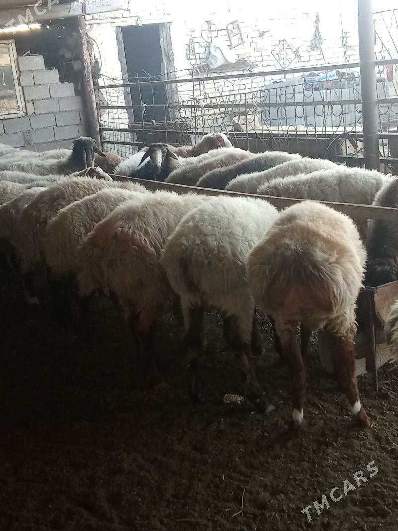 Tokly - Берекет - img 1