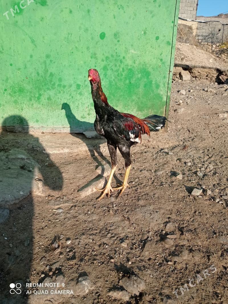 taskent Horaz - Туркменбаши - img 2