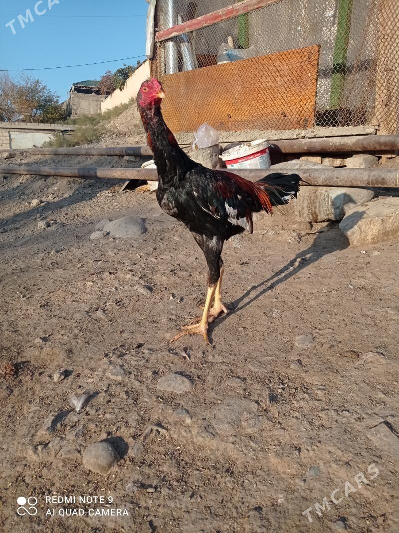 taskent Horaz - Туркменбаши - img 4