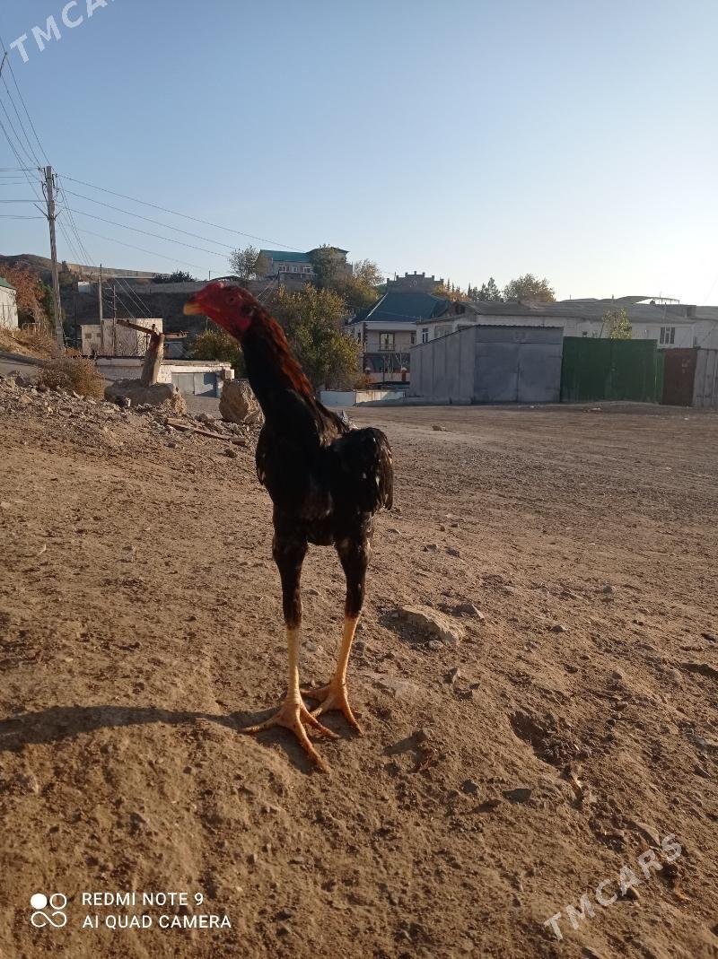 taskent Horaz - Туркменбаши - img 5