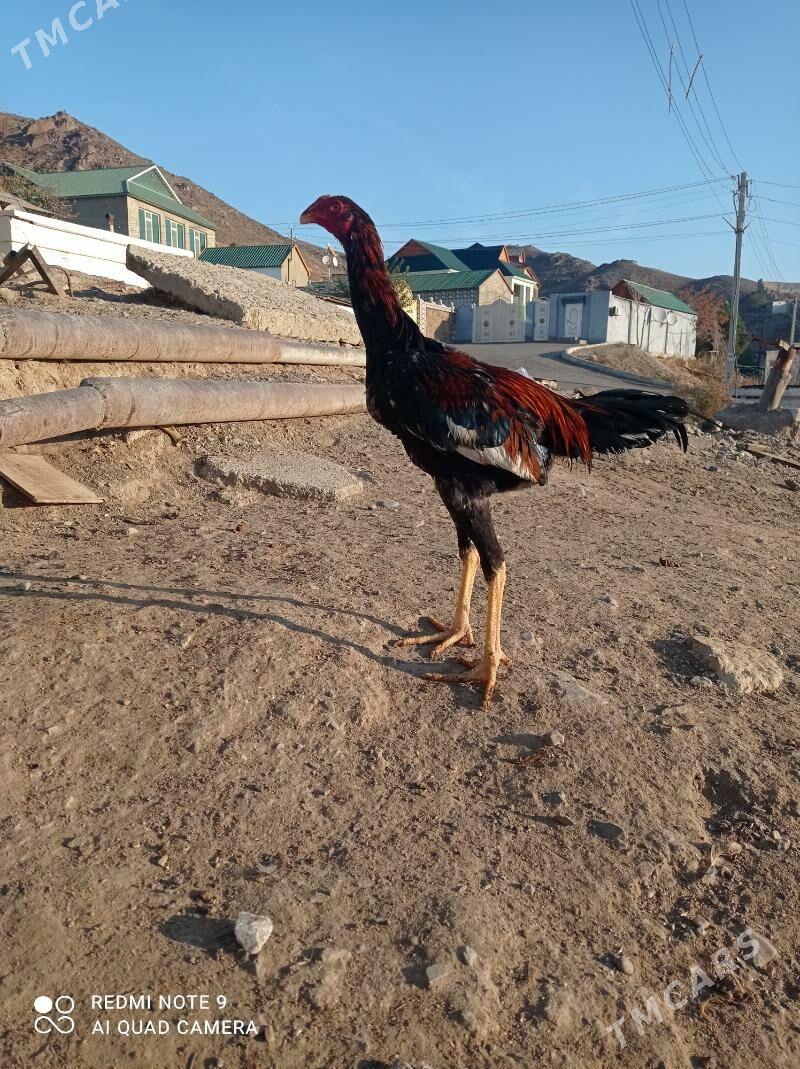 taskent Horaz - Туркменбаши - img 7