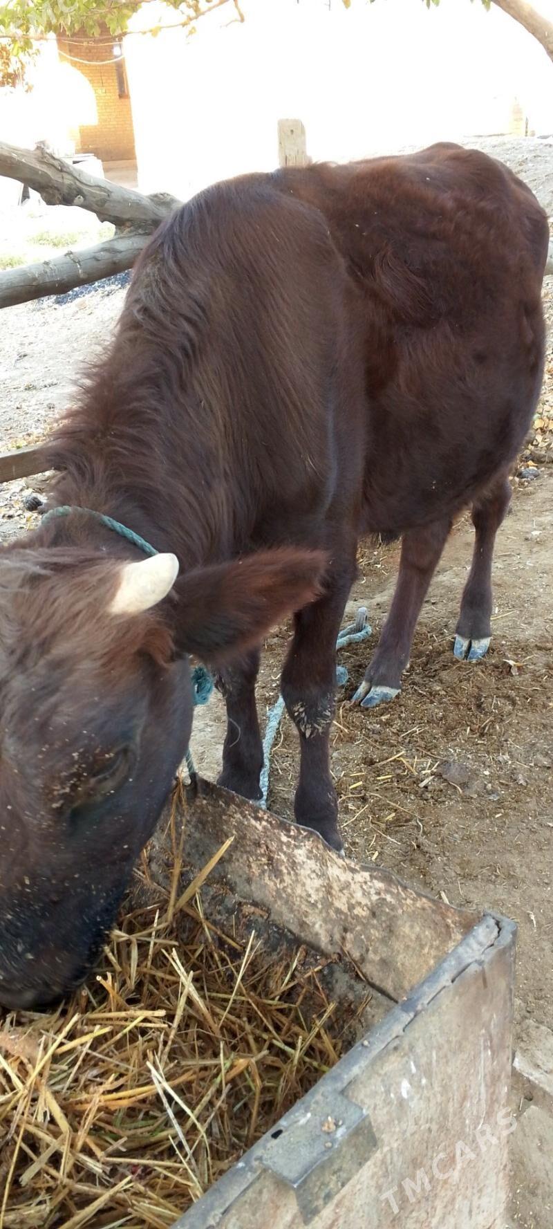 okuz - Dänew - img 5