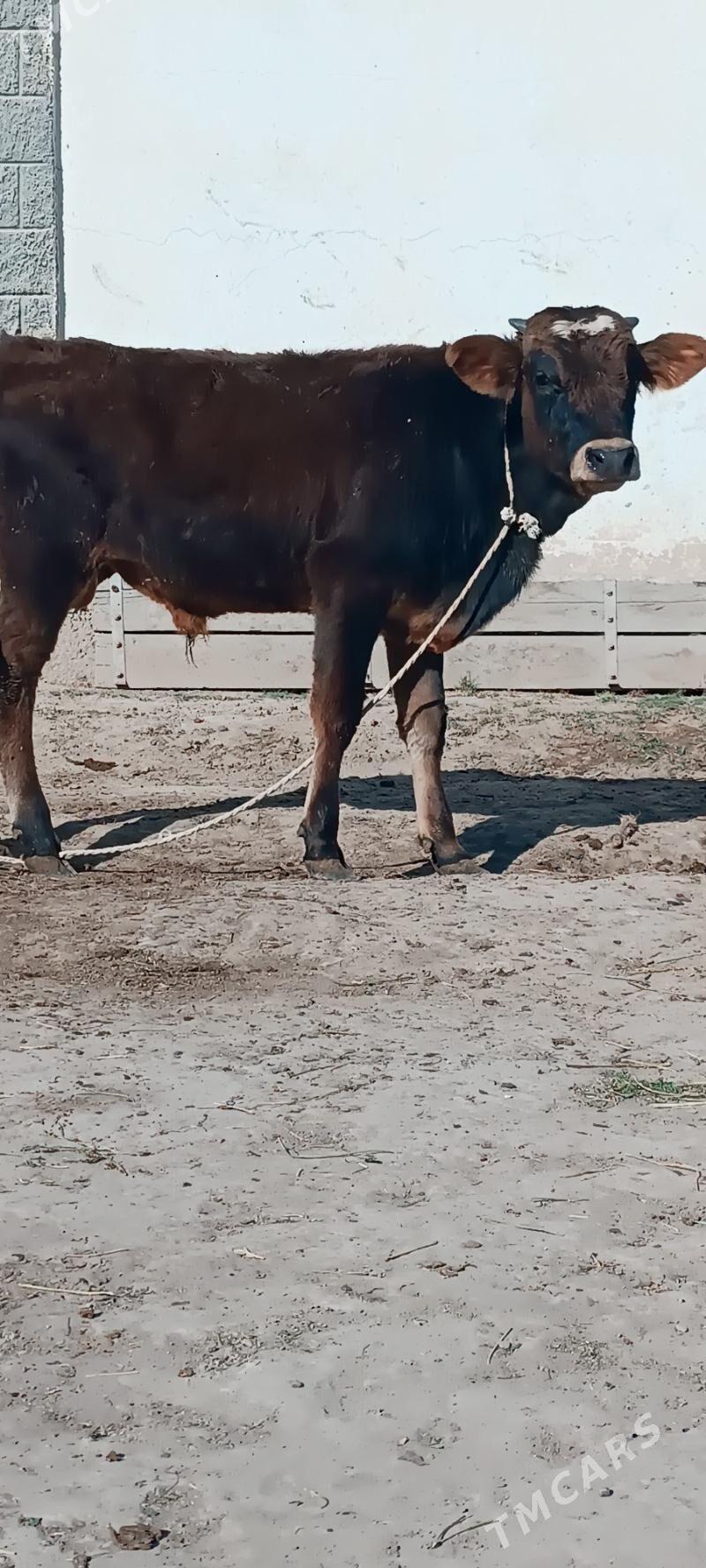 şwes öküz - Büzmeýin - img 2