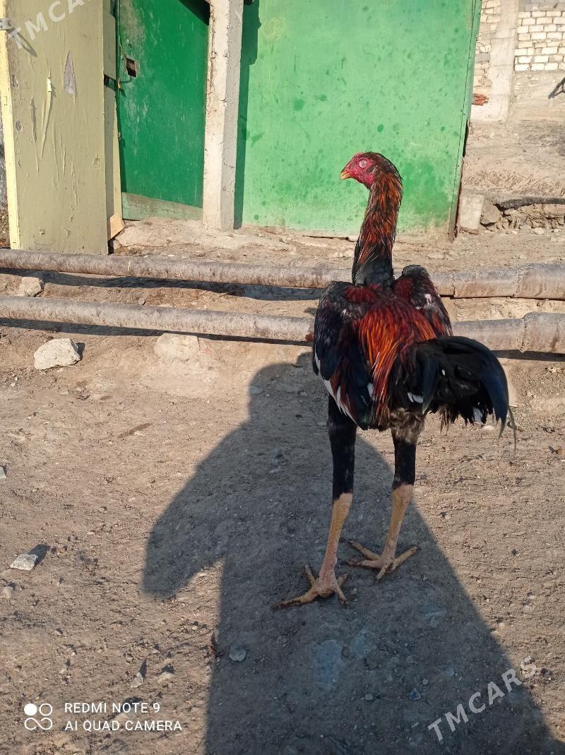 taskent Horaz - Туркменбаши - img 9