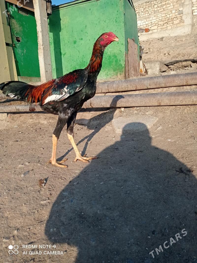 taskent Horaz - Туркменбаши - img 8