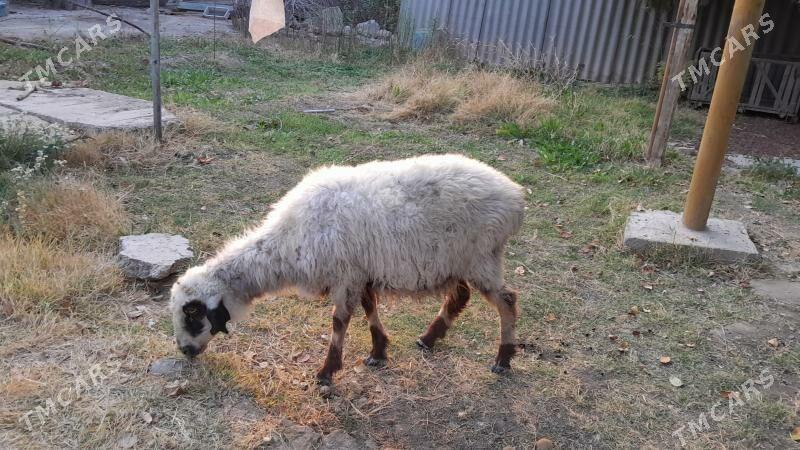 Баран, Goyun - Гызыларбат - img 1