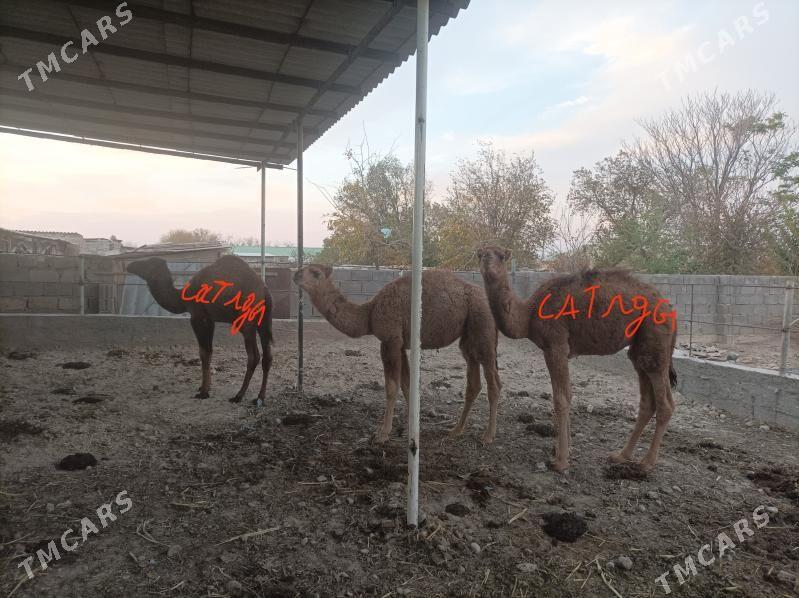 torum - Ak bugdaý etraby - img 2