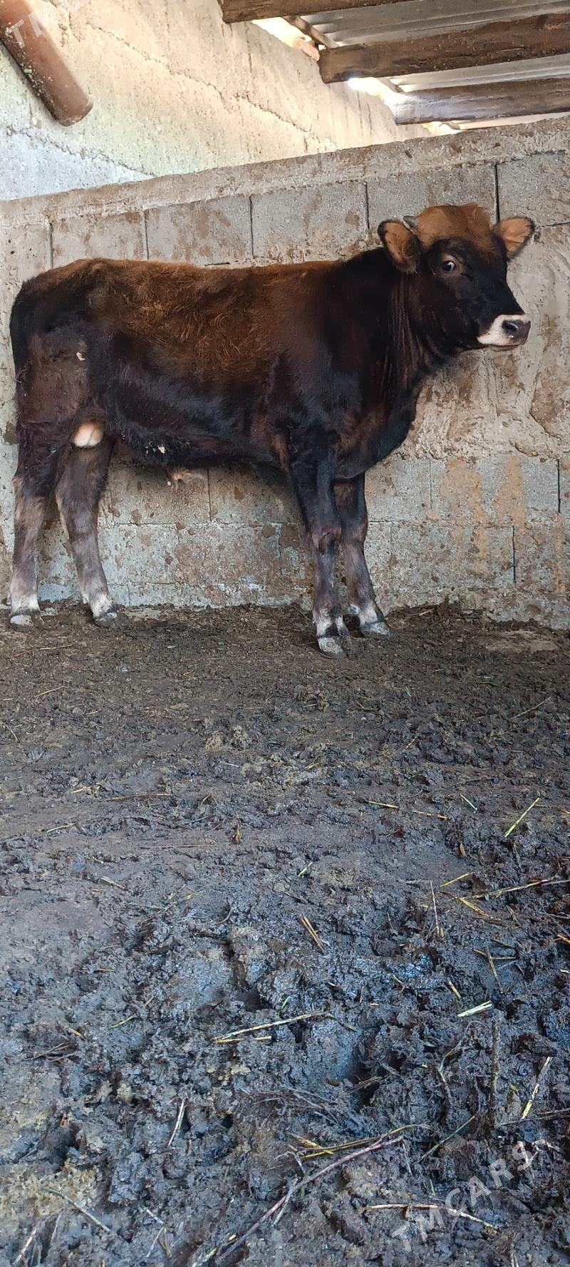 şwes öküz - Бузмеин - img 1