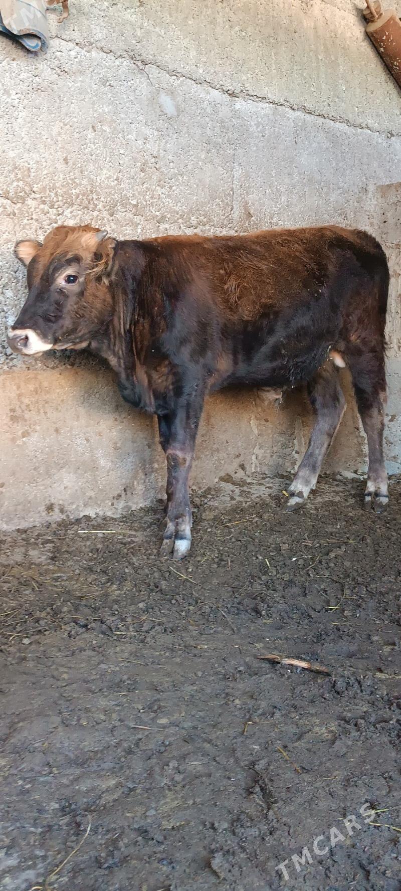 şwes öküz - Бузмеин - img 2