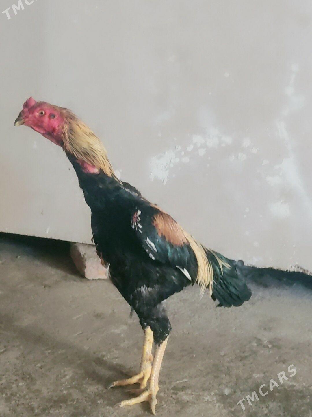 boysowy horazlar - Туркменабат - img 4