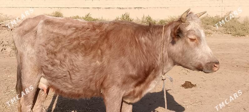 goleli sygyr - Кёнеургенч - img 2