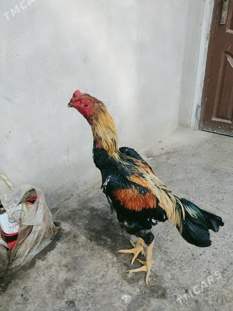 boysowy horazlar - Туркменабат - img 7