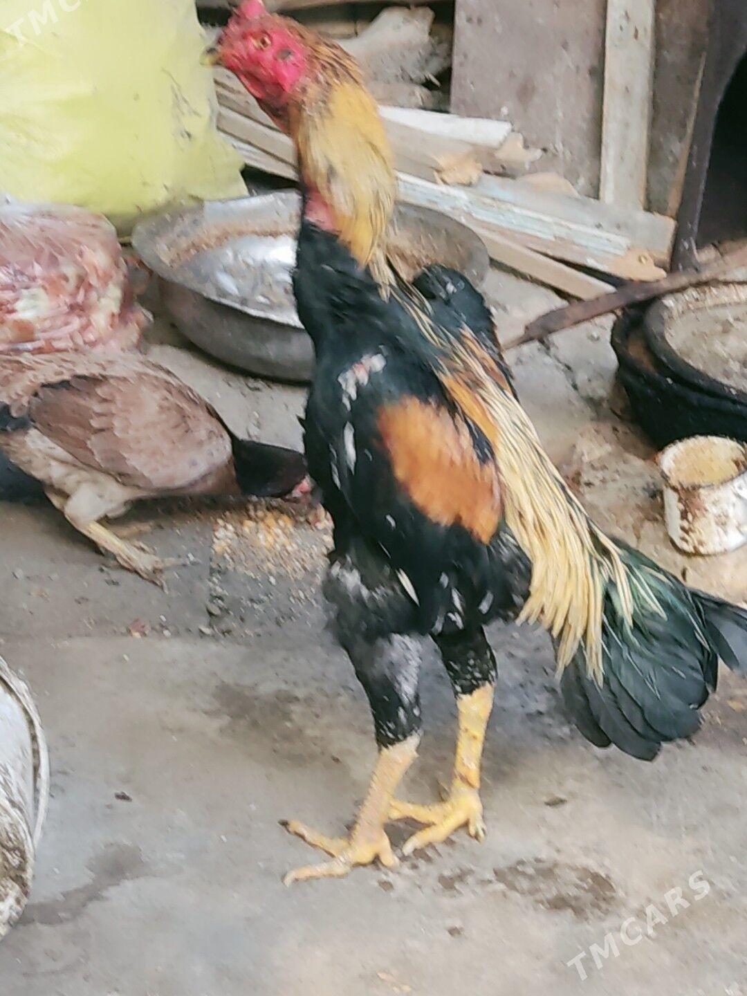 boysowy horazlar - Туркменабат - img 5