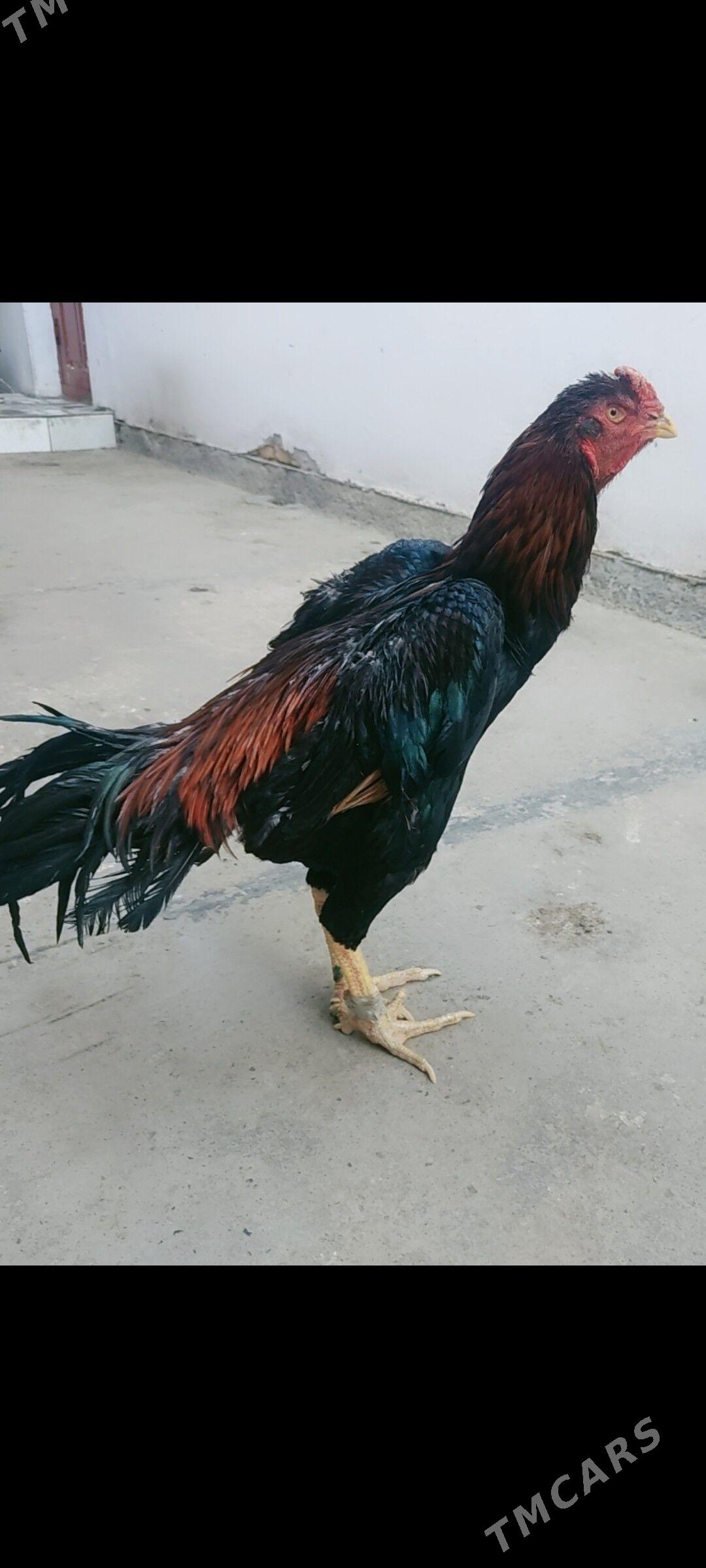 boysowy horazlar - Туркменабат - img 1