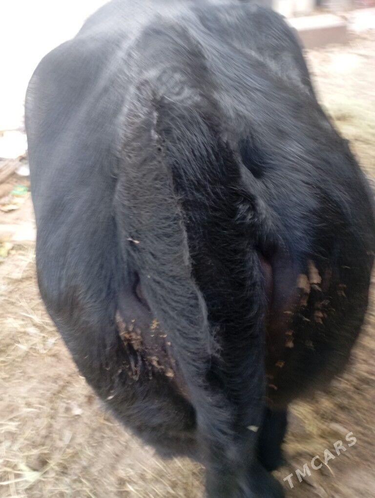 okiz. - Чоганлы - img 3