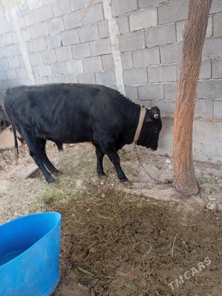 okiz. - Чоганлы - img 2