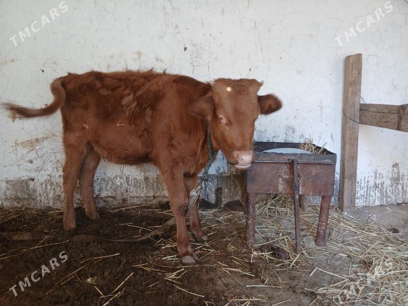 tuwe imde duran - Kaka - img 4