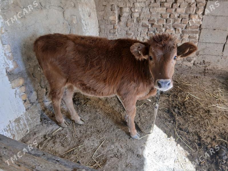 tuwe imde duran - Kaka - img 2