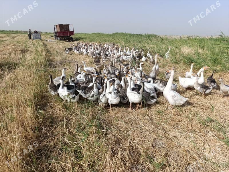 Copan gerek - Kaka - img 2