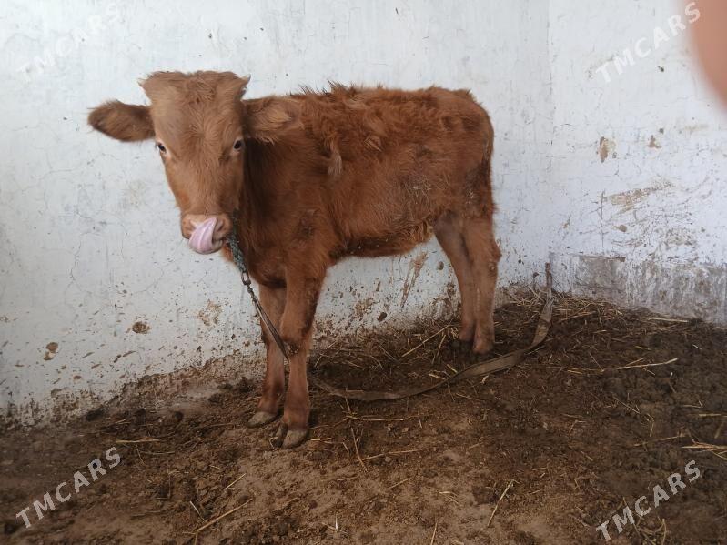 tuwe imde duran - Kaka - img 3