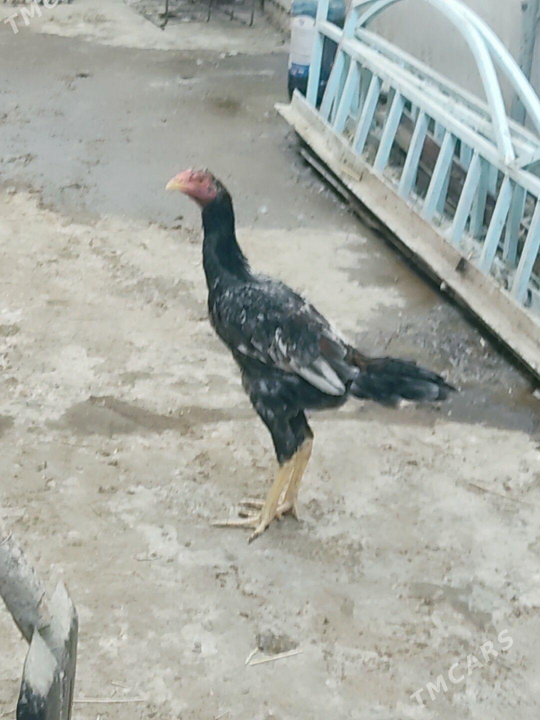 horaz jujeler - Туркменабат - img 2