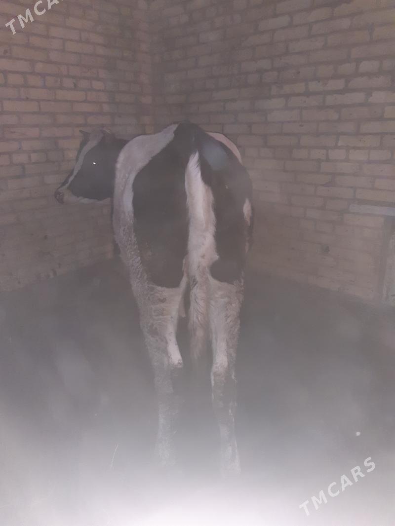 Чёрны пёстр унажын - Çärjew - img 2