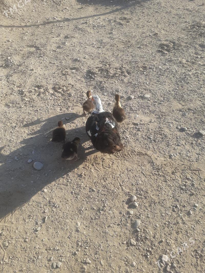 ind0utka - Jebel - img 3