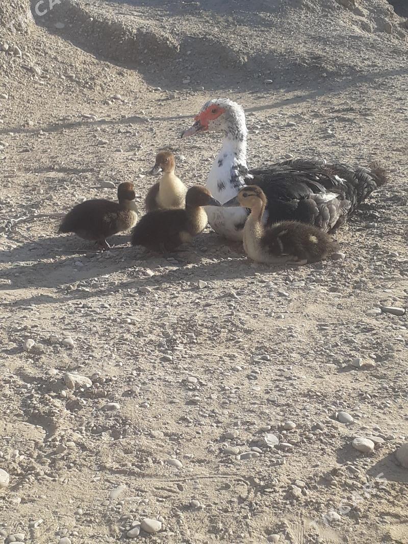 ind0utka - Jebel - img 2